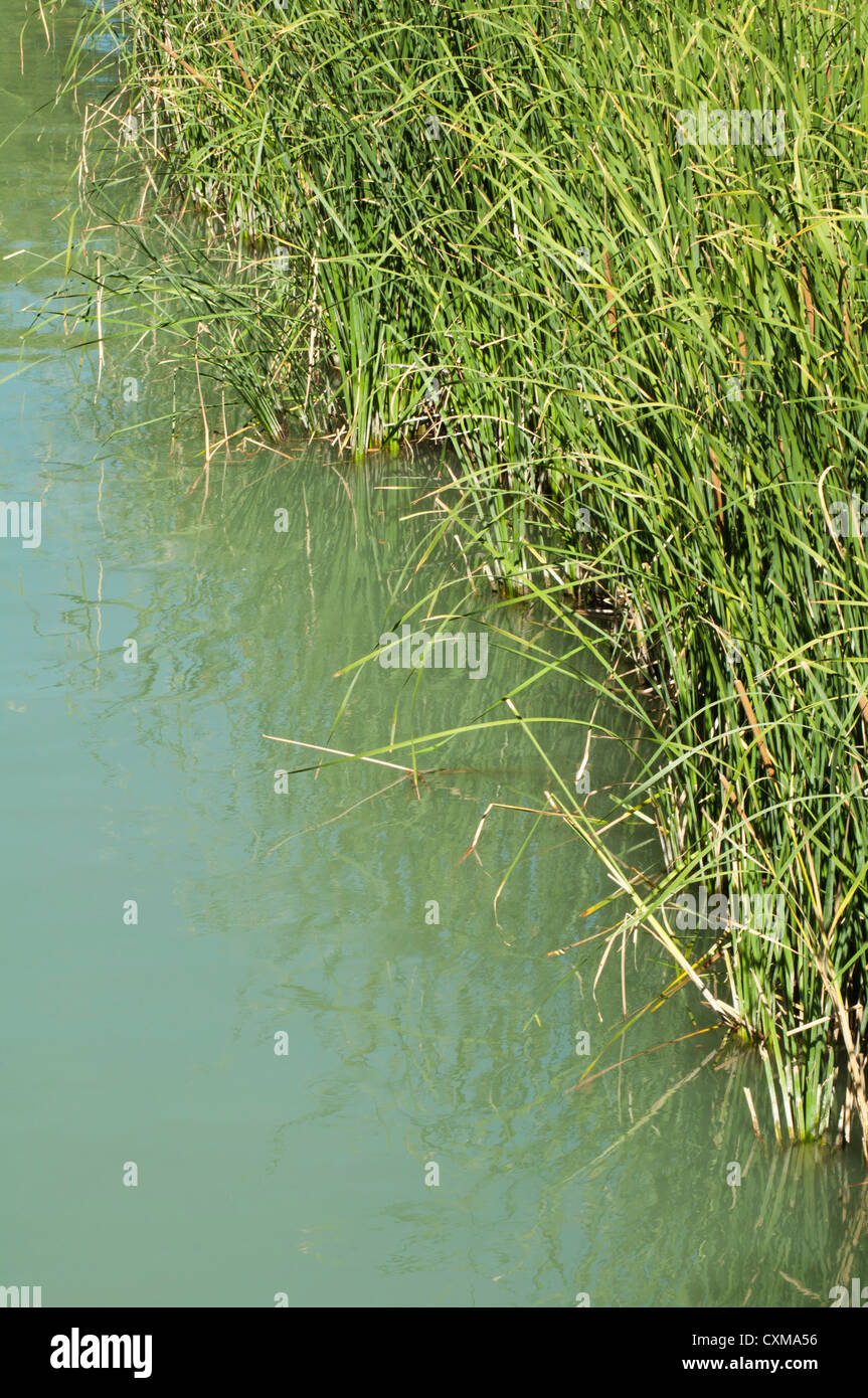 Cane in River Stock Photo Alamy