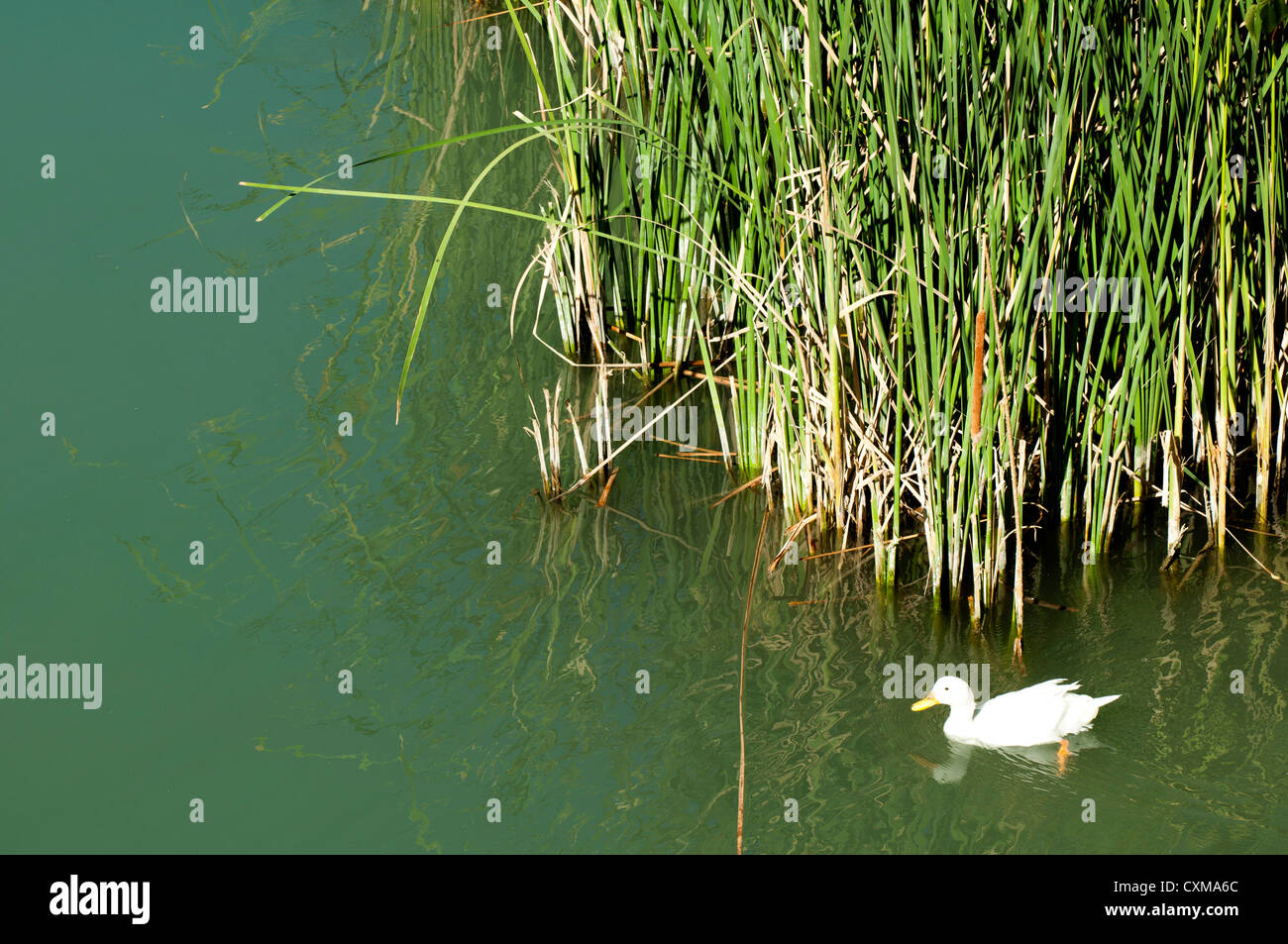 Park lake reflection reeds nature birds hi-res stock photography and ...