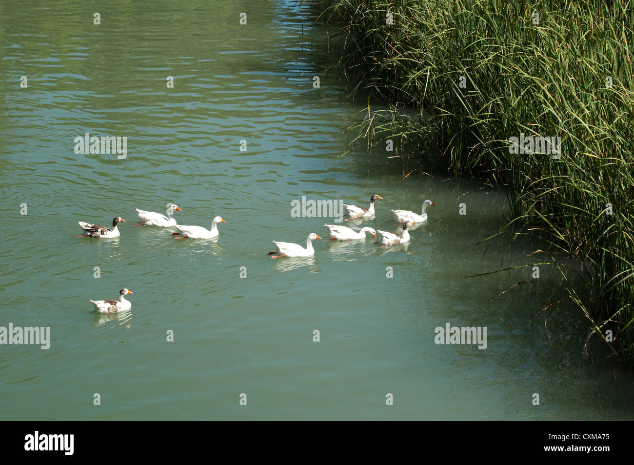 Duck river hi-res stock photography and images - Alamy