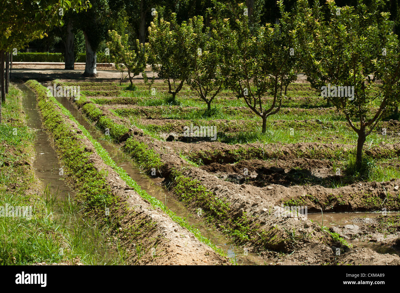 Watering orchard. Water channels Stock Photo Alamy