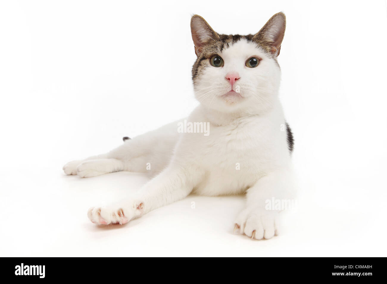 Cat lying down, studio shot with white background Stock Photo