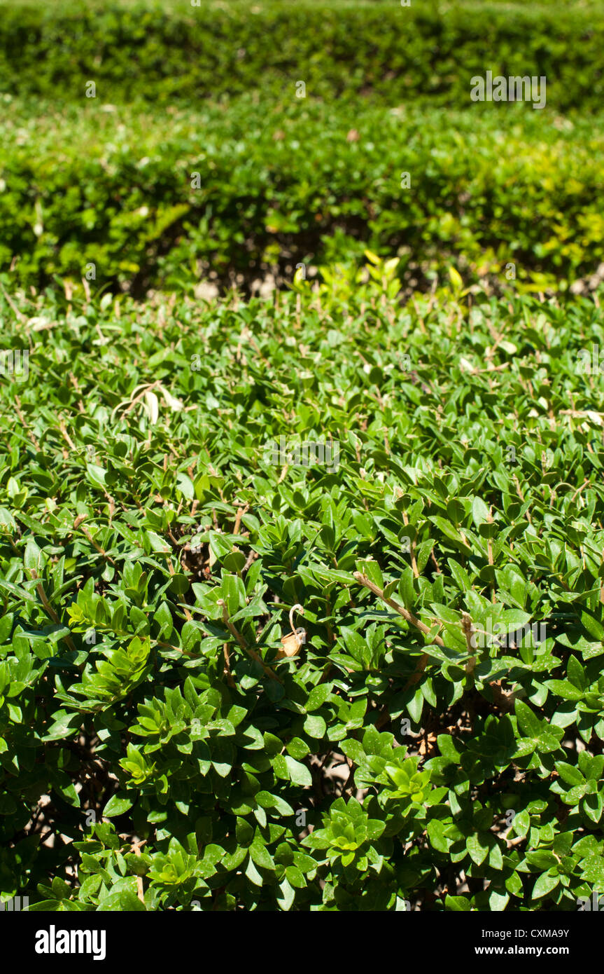Green background of garden shrubs Stock Photo - Alamy