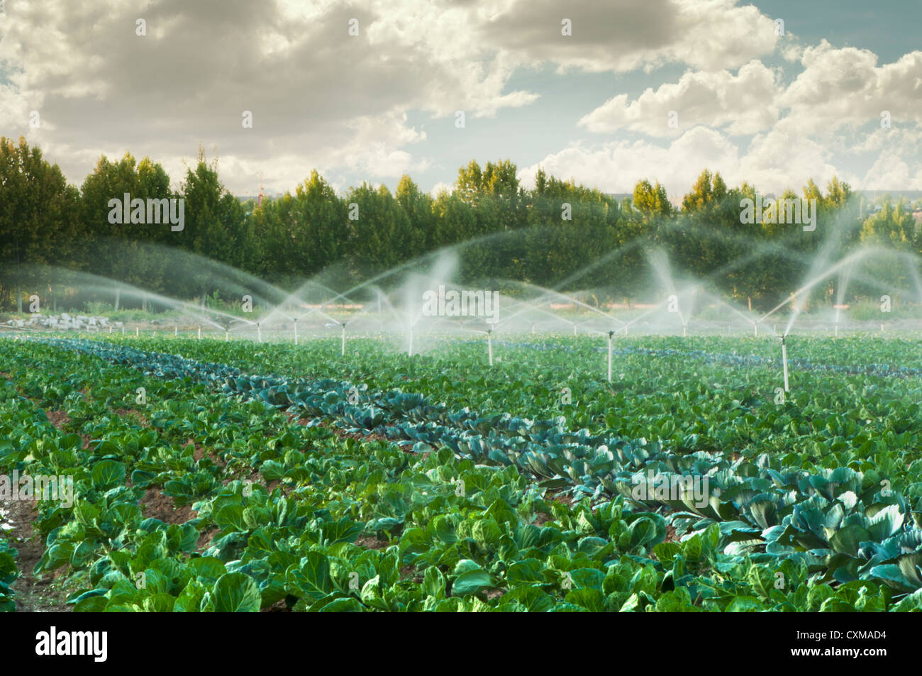 Irrigation systems in a green vegetable garden Stock Photo Alamy