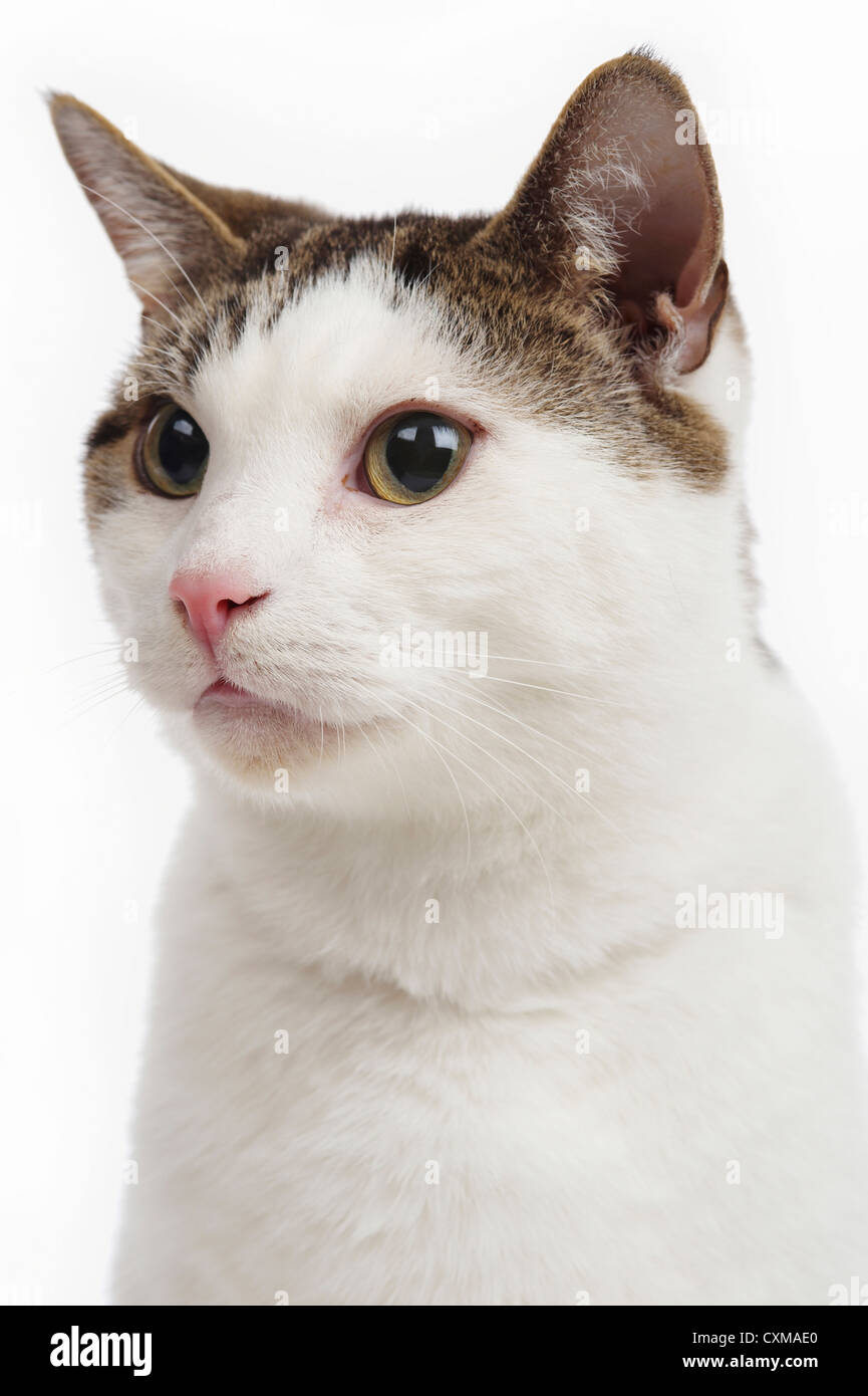 Cat Portrait Studio Shot With White Background Stock Photo Alamy cat-portrait-studio-shot-with-white-background-stock-photo-alamy
