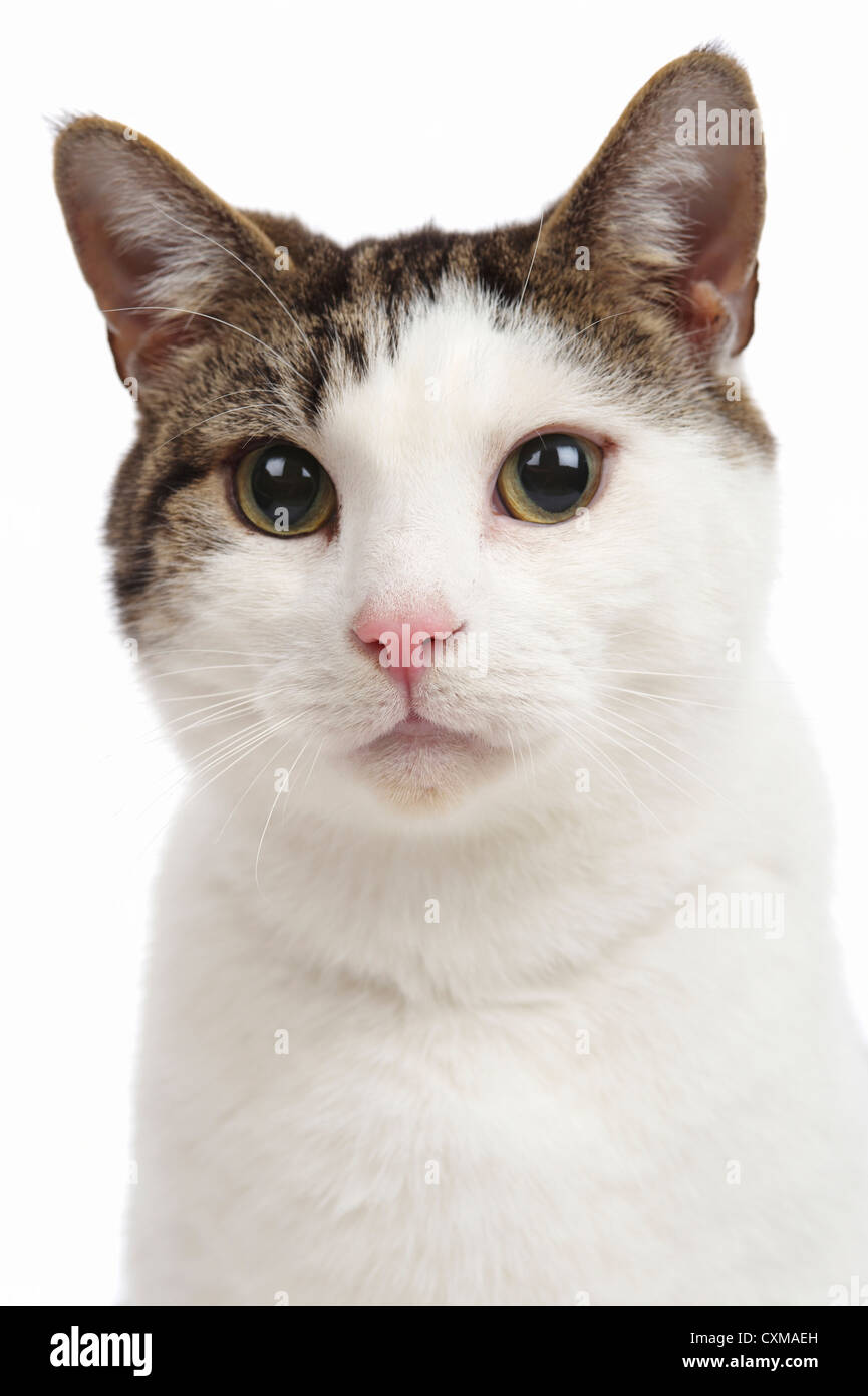 Cat portrait, studio shot with white background Stock Photo - Alamy