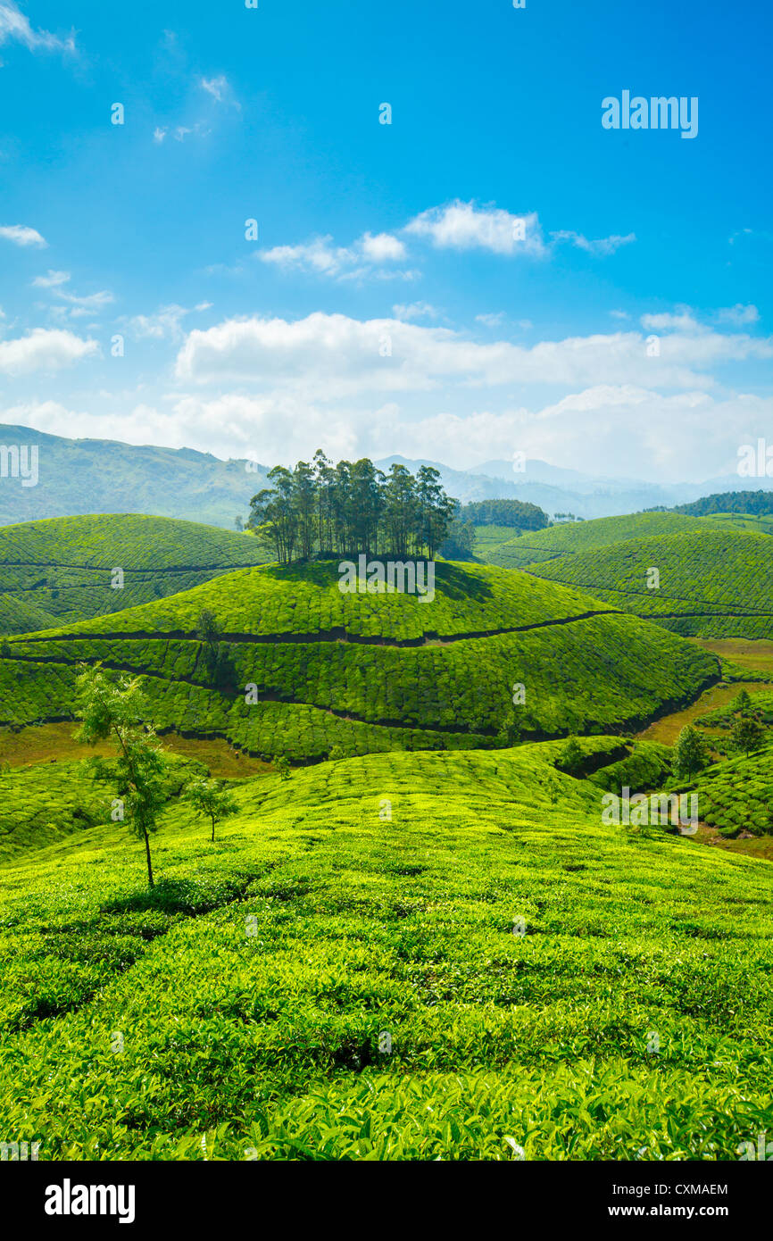 Tea plantations. Munnar, Kerala, India Stock Photo