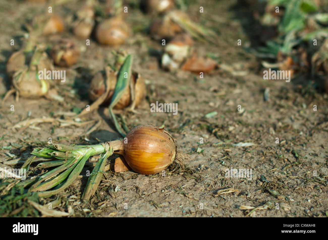 Close up onion plantation hi-res stock photography and images - Alamy