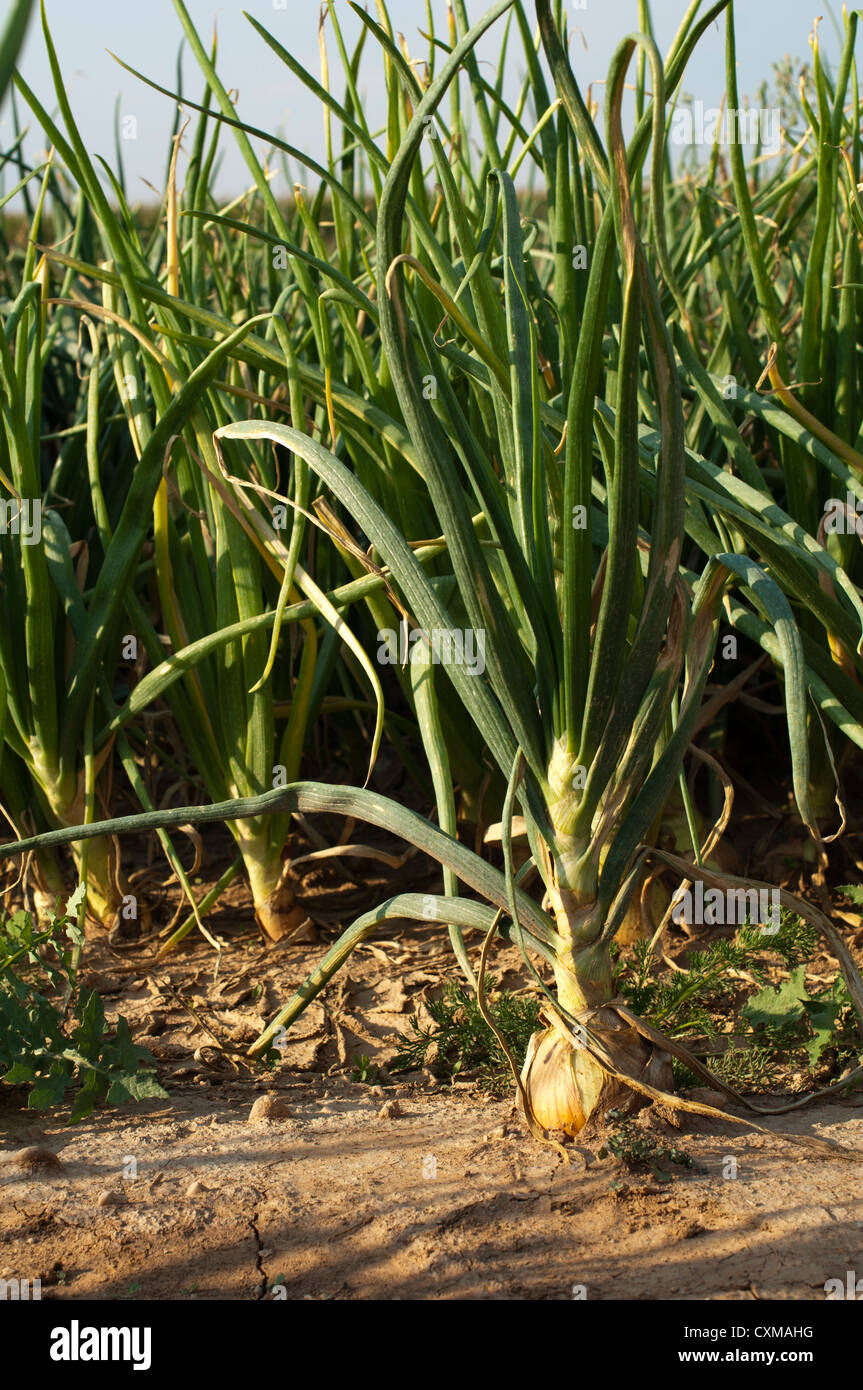 Mature growth onions hi-res stock photography and images - Alamy