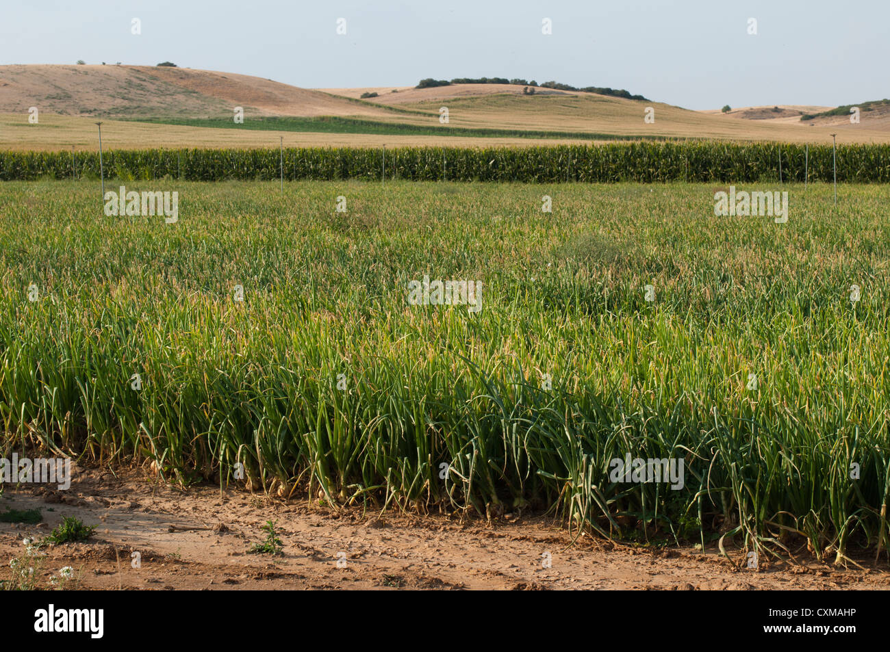 Mature growth onion field hi-res stock photography and images - Alamy
