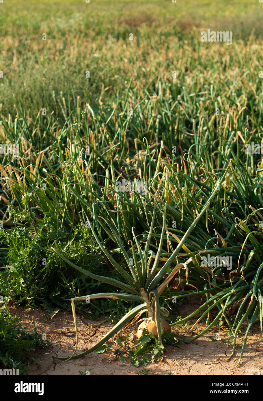 Mature growth onions hi-res stock photography and images - Alamy