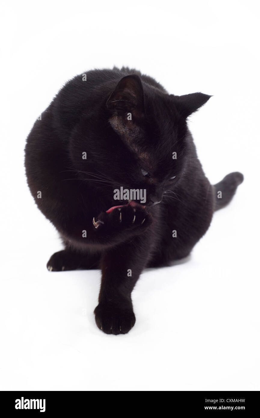 Black cat licking paws, studio shot with white background Stock Photo