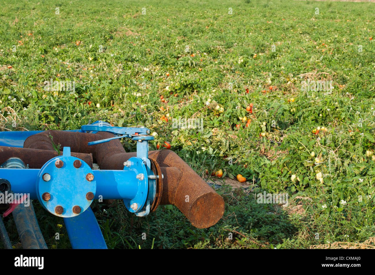 Irrigation system in tomato plantation Stock Photo Alamy