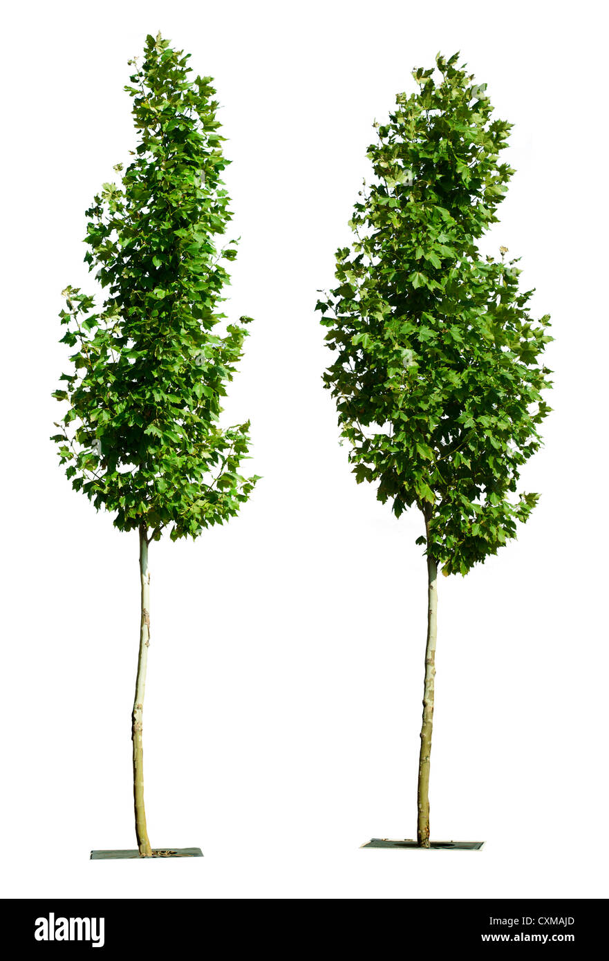 Green trees isolated on white. Decorative green tree Stock Photo Alamy