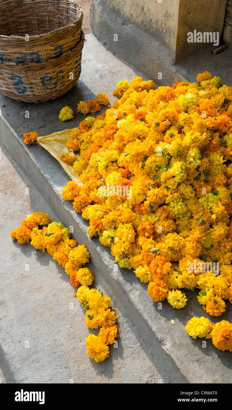 Marigold flowers for making garlands on front steps of an indian house