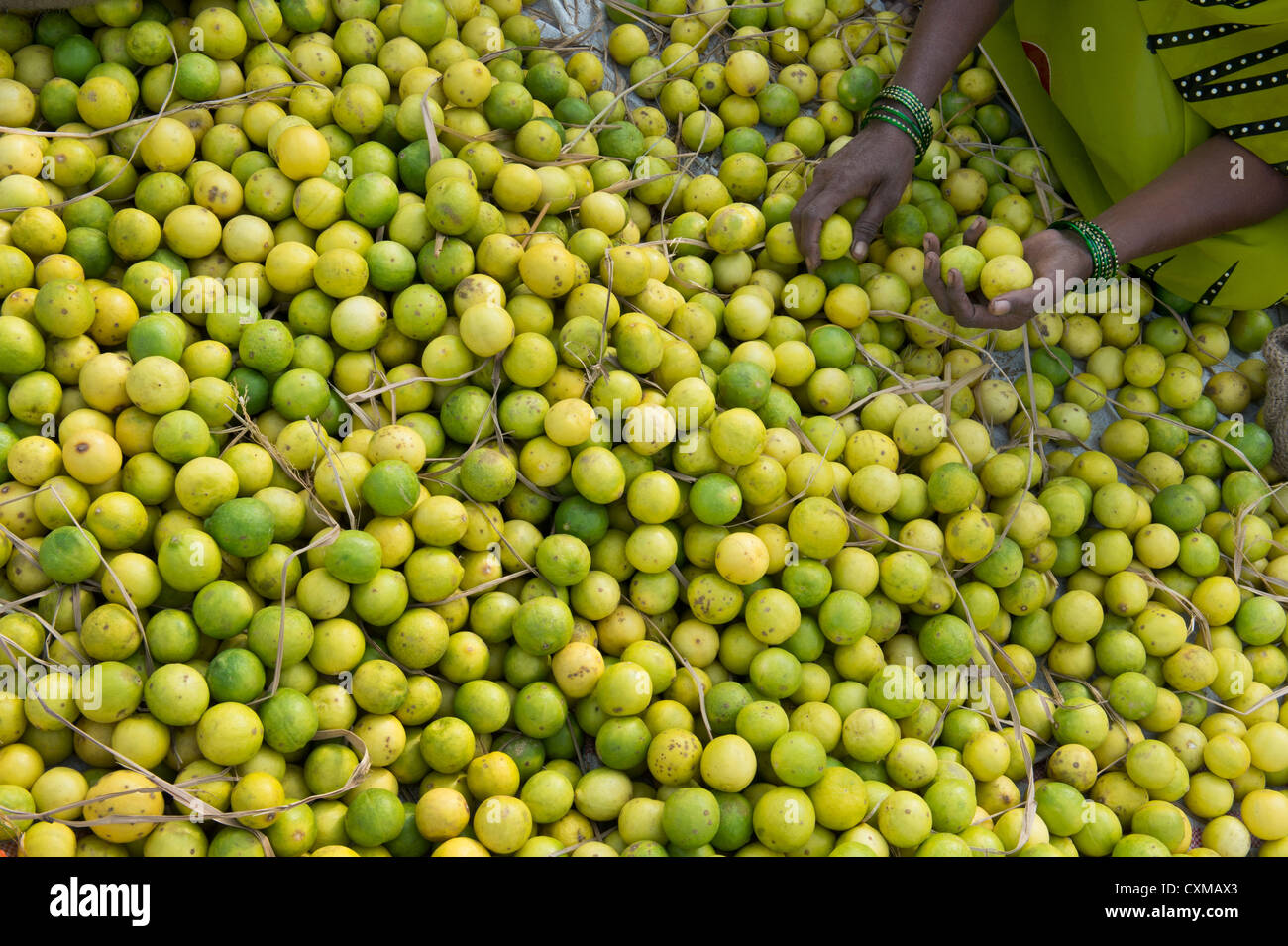 Lemons for sale at an India market Stock Photo Alamy