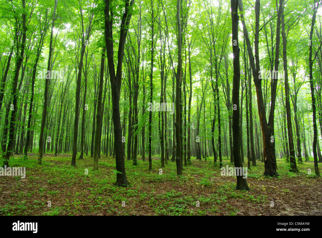 Sunny summer day in green forest Stock Photo - Alamy