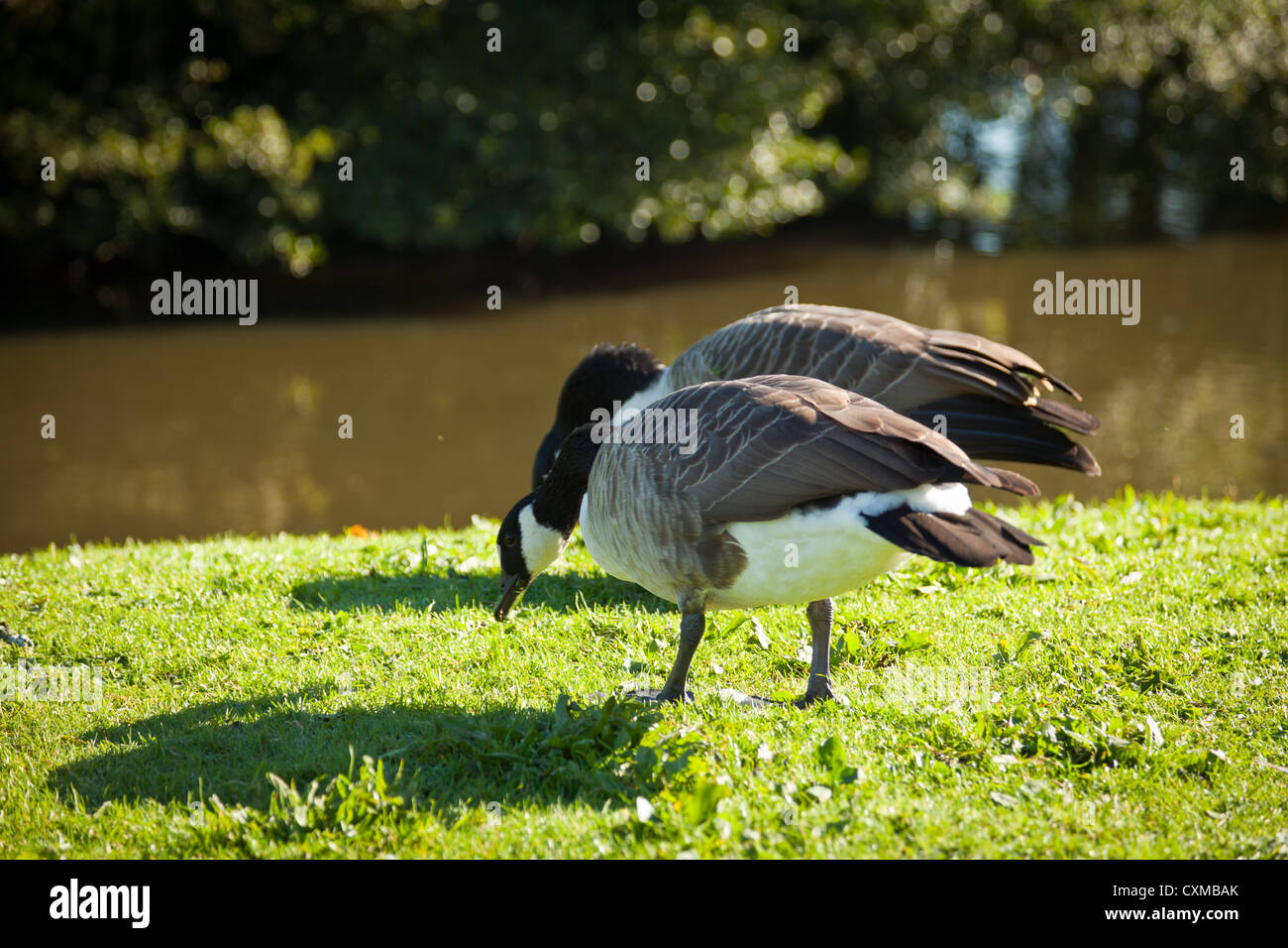 The Canada Goose (Branta canadensis) is a wild goose with a black head and neck, white patches on the face, and a brownish-gray Stock Photo