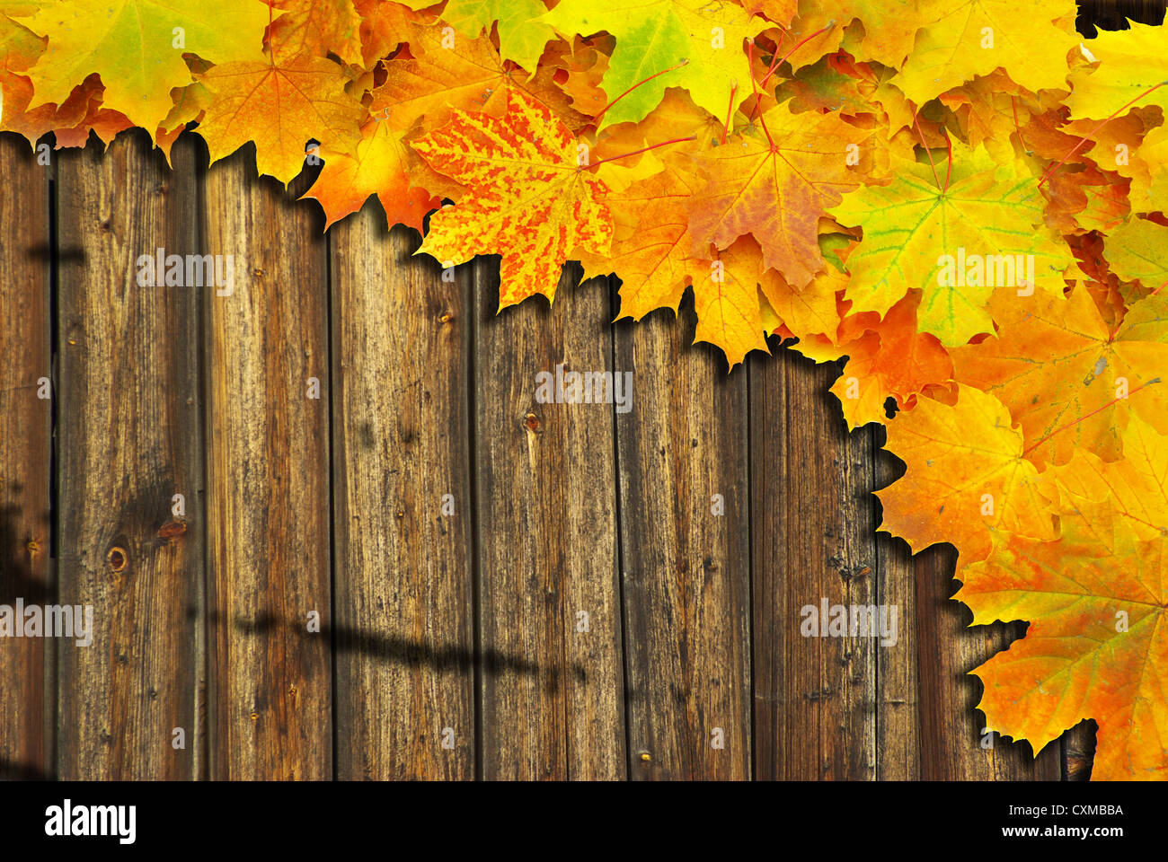 Rustic Maple Background Maple wood texture hi-res stock photography and images - Alamy
