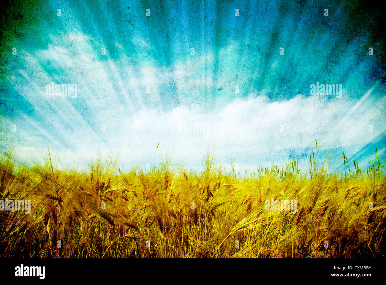 Wheat ears against the blue sky Stock Photo - Alamy