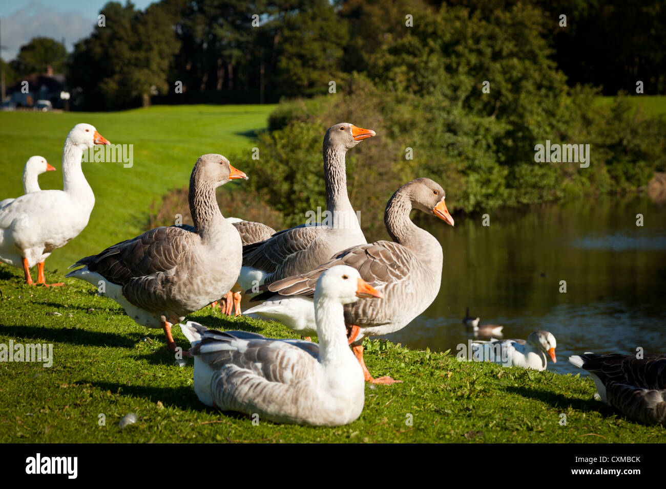 Grey-lag gray-lag geese goose, Anser anser, ready to over winter in the UK. Stock Photo