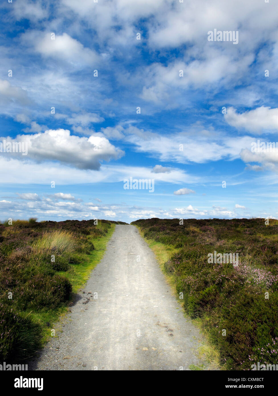 Shropshire Way, the Long Mynd, Shropshire, England, UK Stock Photo Alamy