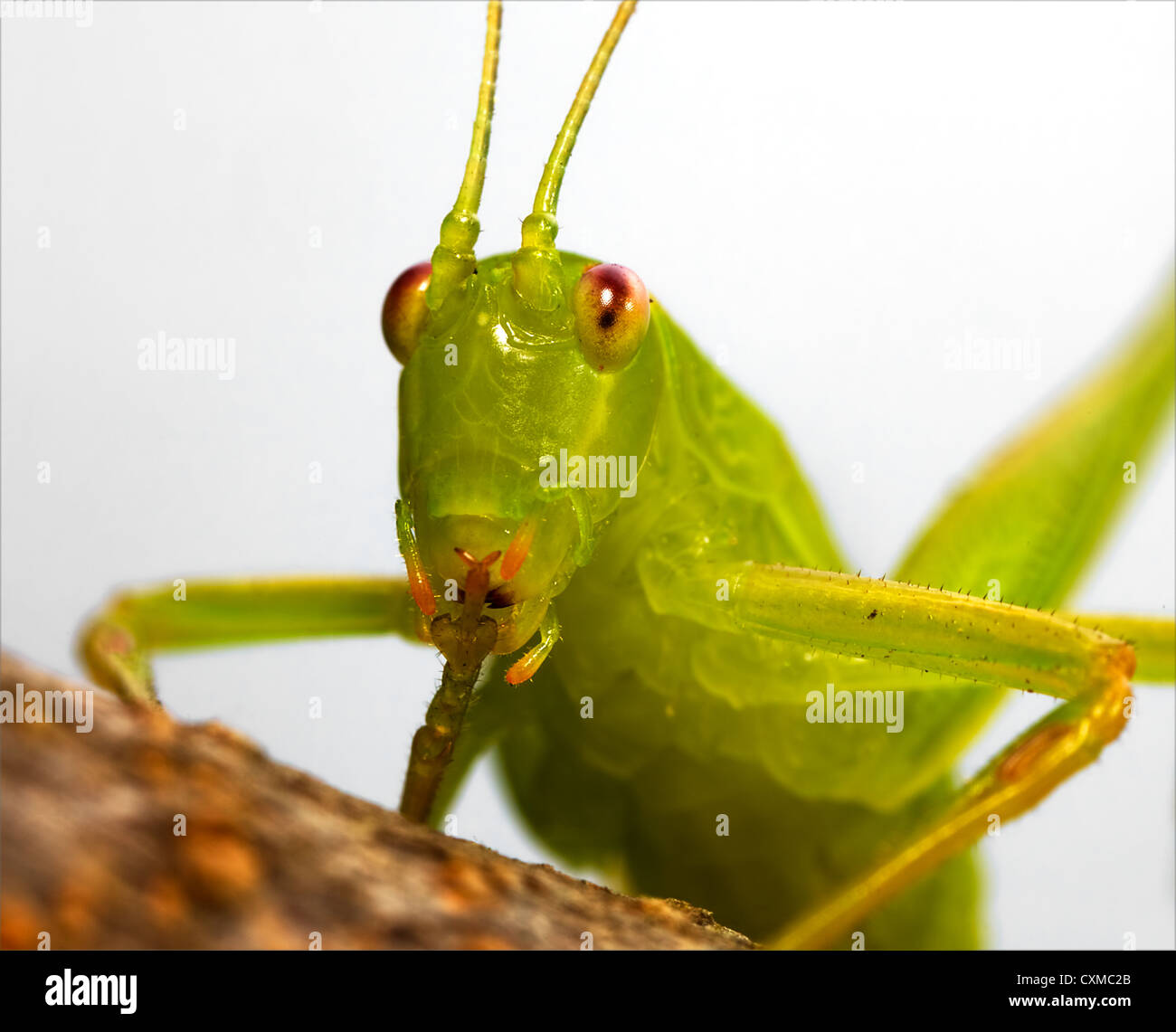 a closeup of a katydid, holding up an leg in front of its head Stock Photo