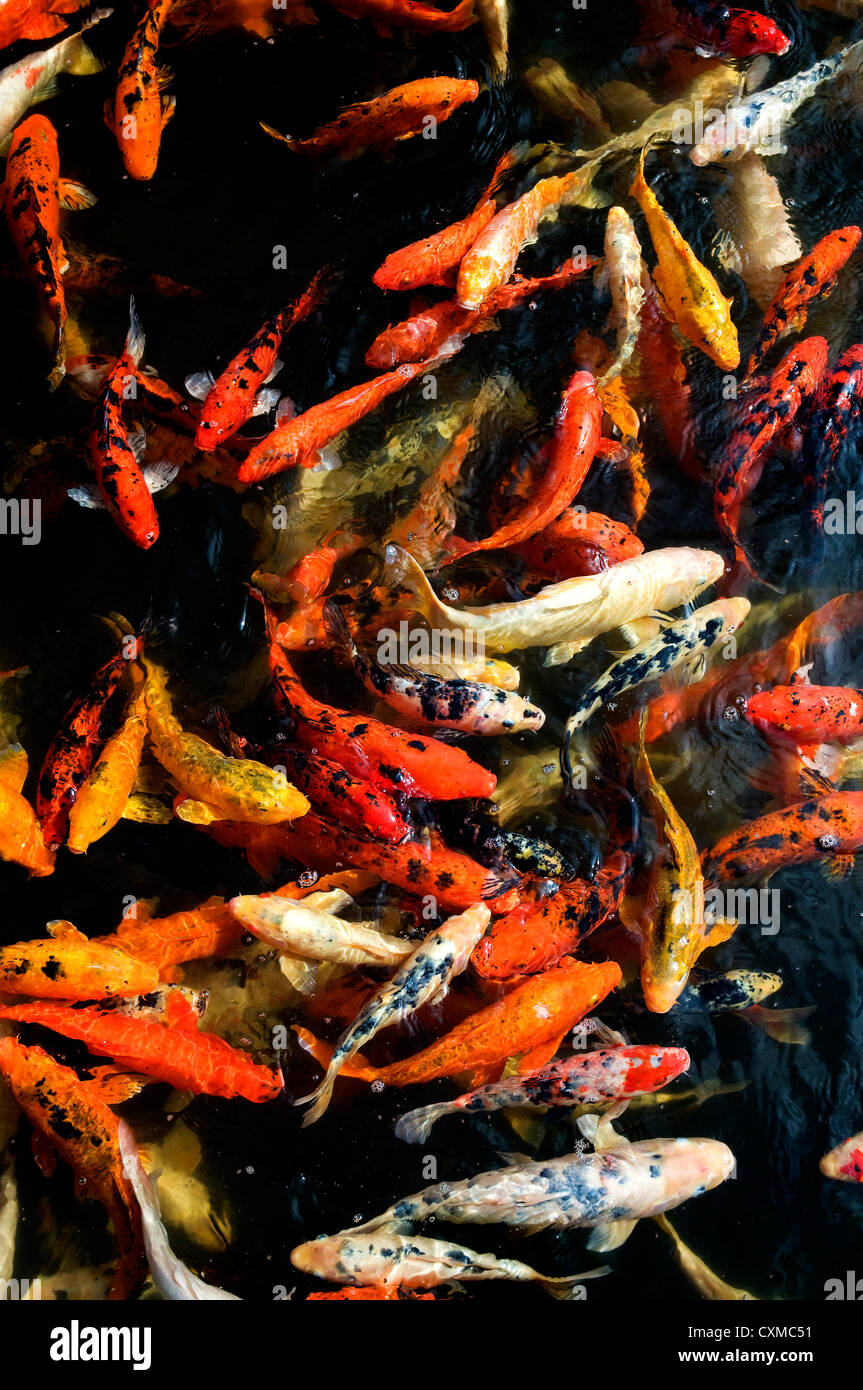 Twilight In Koi Pond >> Nishikigoi Stock Photos Nishikigoi Stock Images Alamy Twilight In Koi Pond >> Nishikigoi Stock Photos Nishikigoi Stock Images Alamy