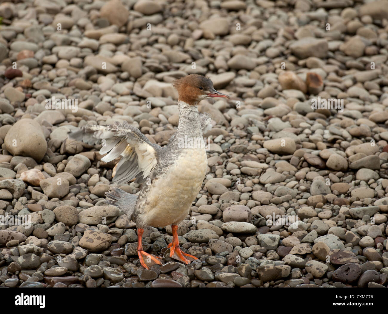 Merganser keeping dry by the edge of of the River Nith, Dumfries.  SCO 8593. Stock Photo