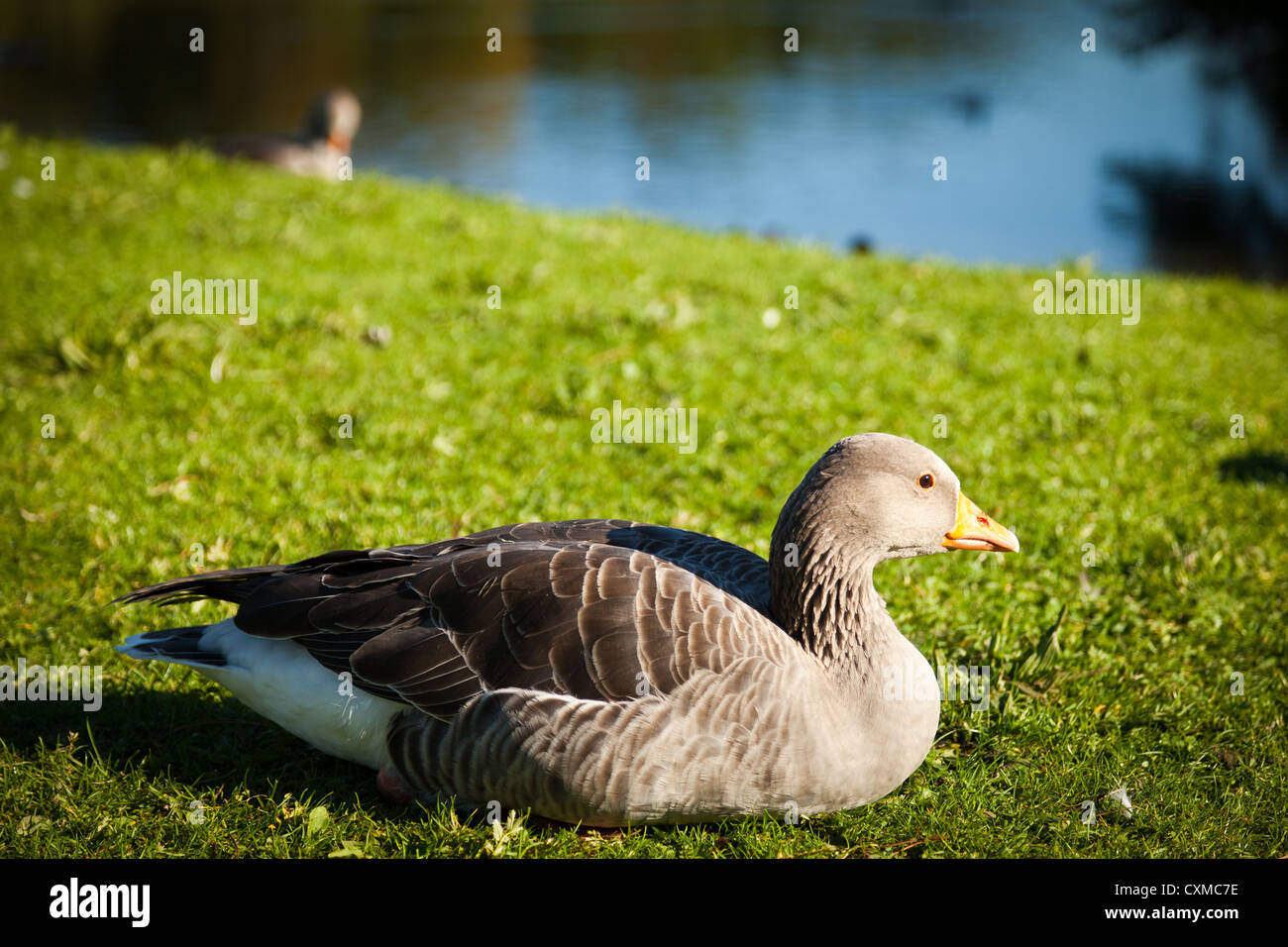 Grey-lag gray-lag geese goose, Anser anser, ready to over winter in the UK. Stock Photo