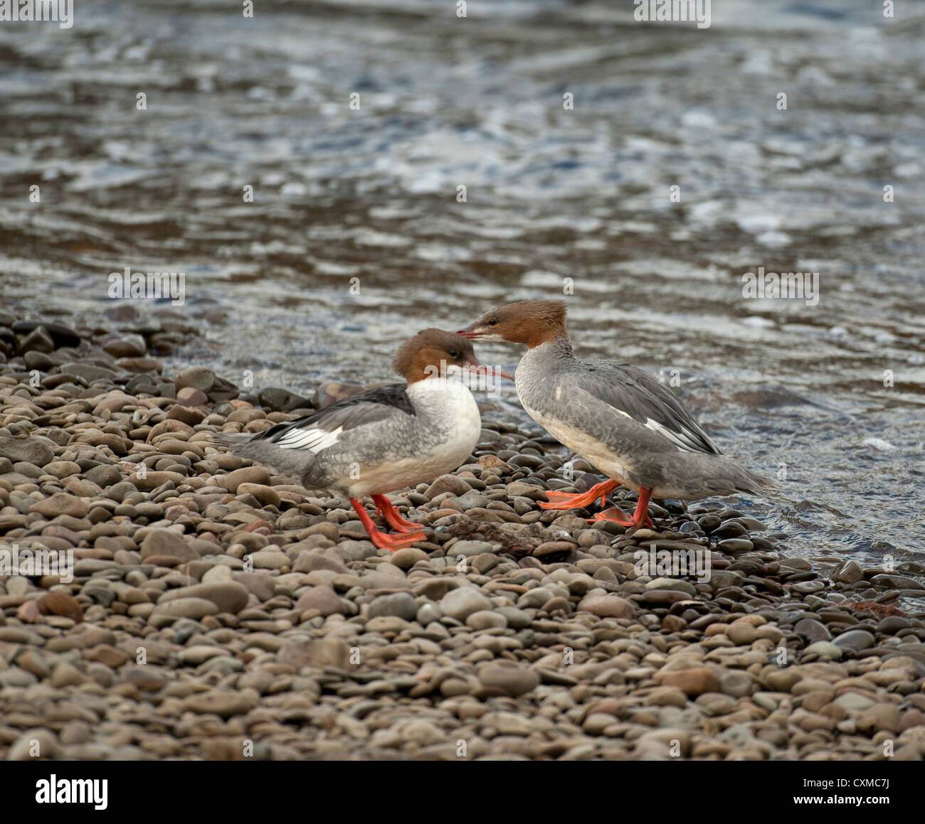 Merganser keeping dry by the edge of of the River Nith, Dumfries.  SCO 8594. Stock Photo