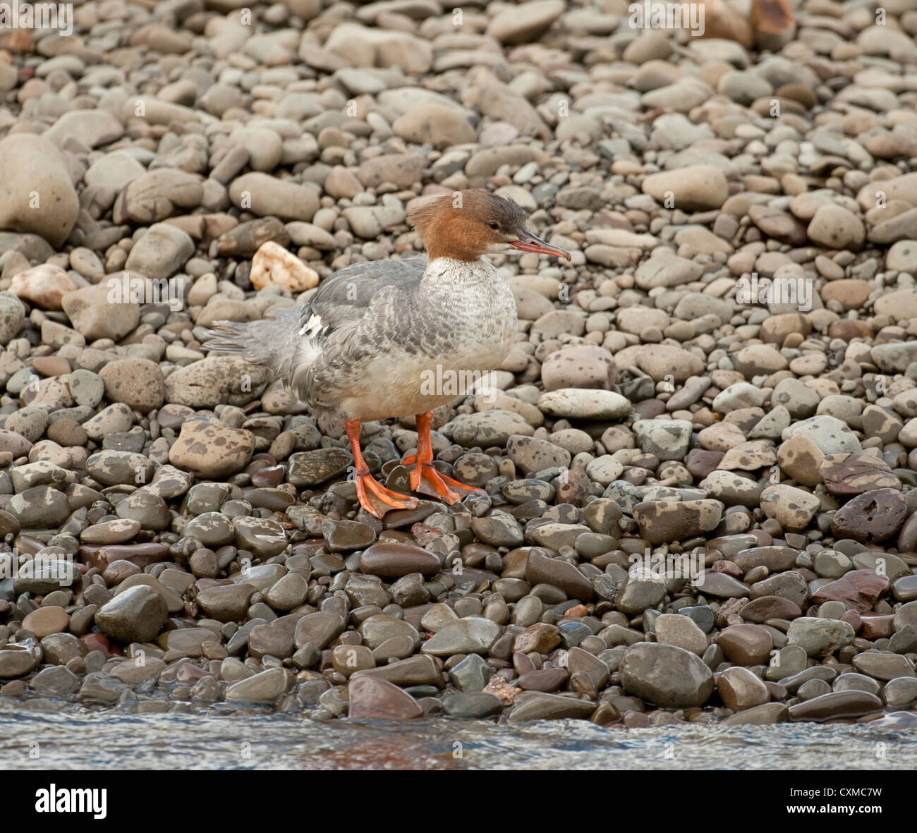 Merganser keeping dry by the edge of of the River Nith, Dumfries.   SCO 8595. Stock Photo