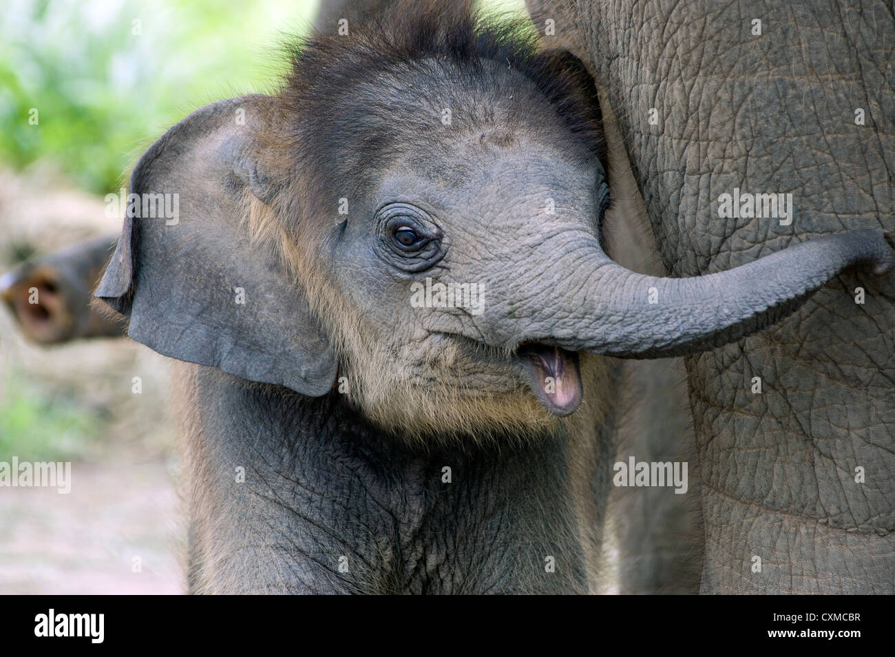 Baby elephant side by side with its mother Stock Photo
