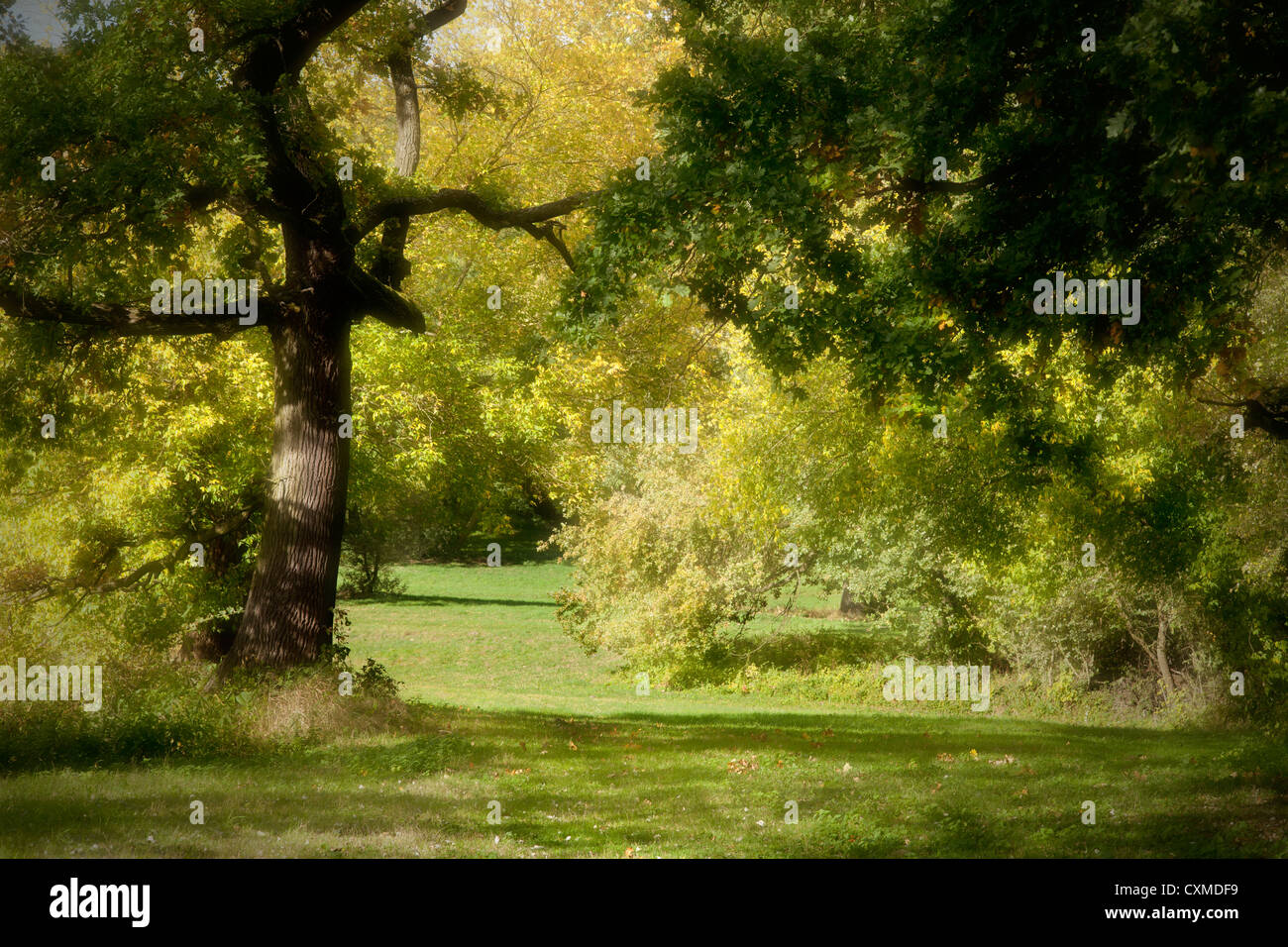 mysterious autumn landscape with old big tree Stock Photo