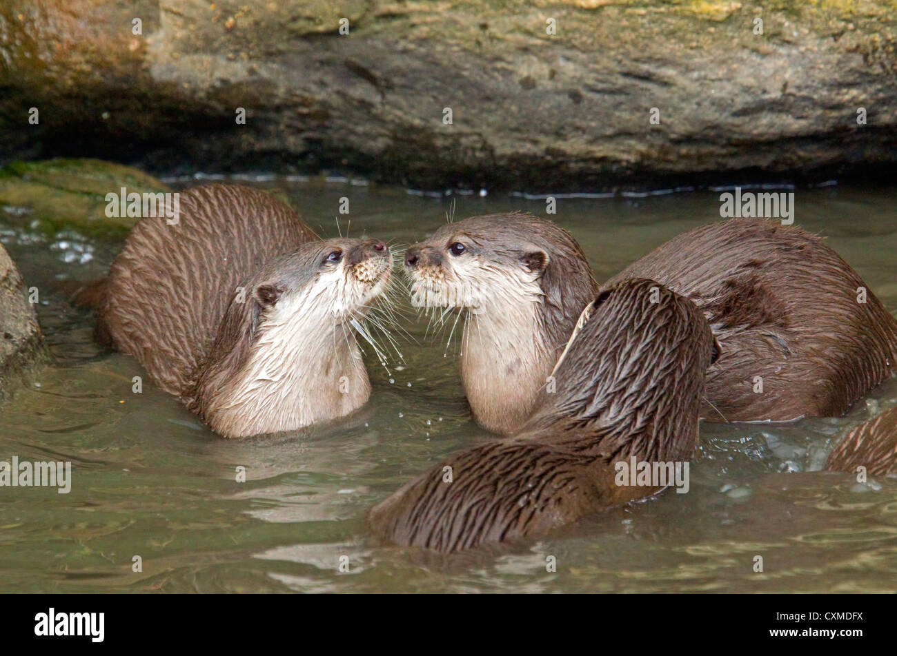 Female Asian Short Clawed Otter(s) Stock Photo
