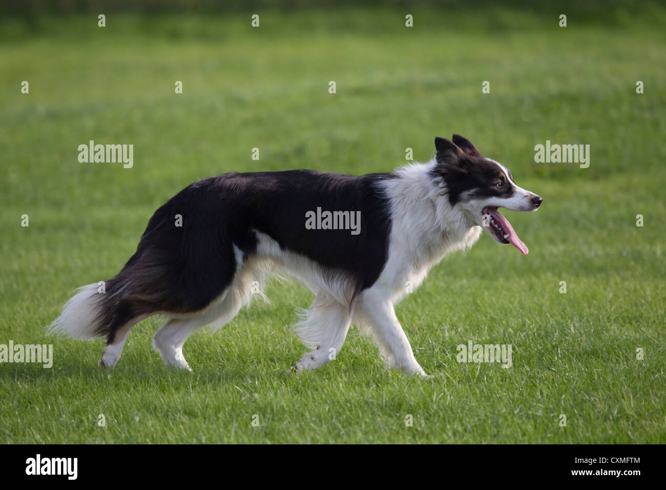 Border Collie sheepdog Black and white in profile with tongue out Stock Photo