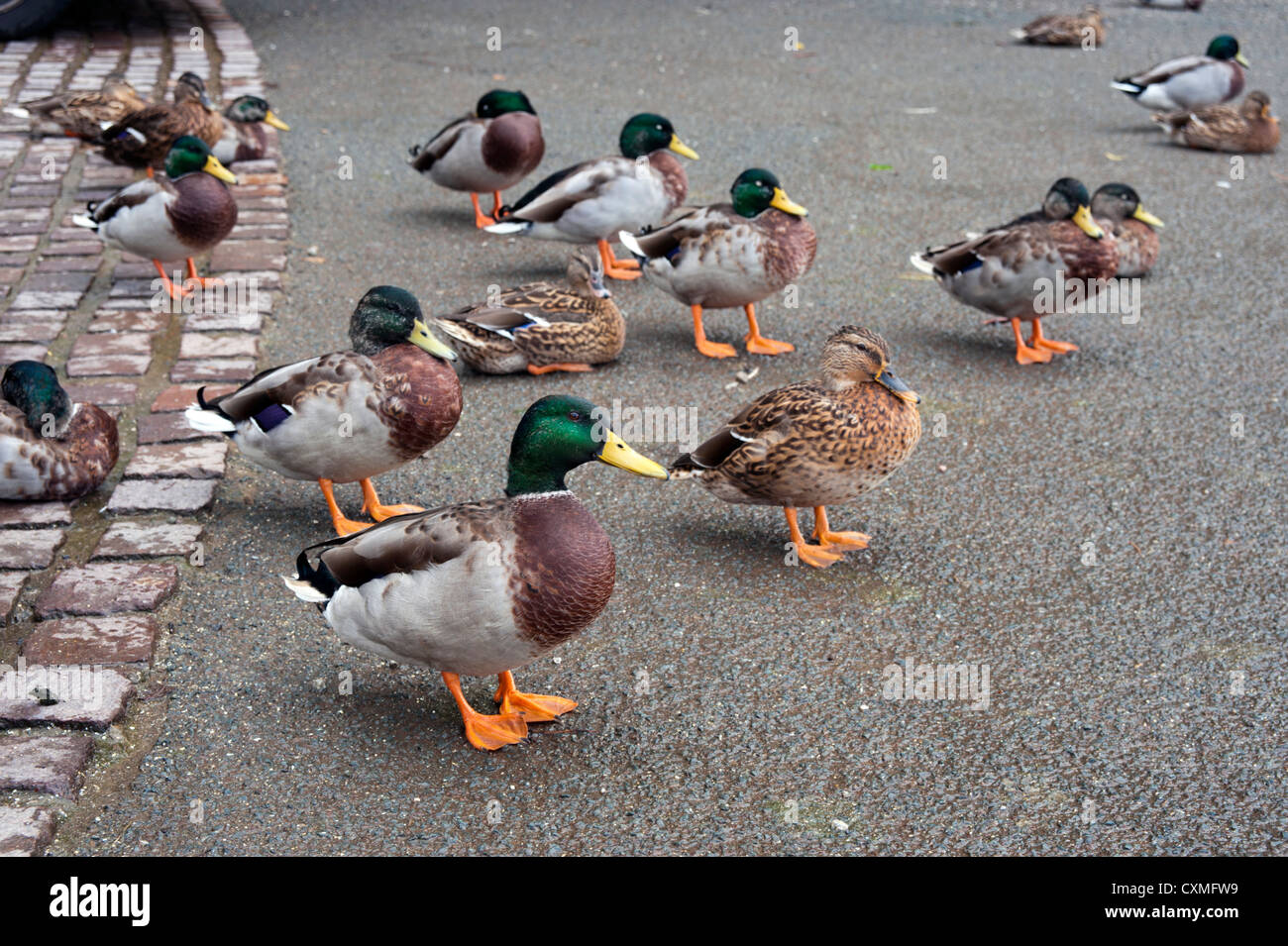 Mallard ducks,  Keswick, Cumbria Stock Photo