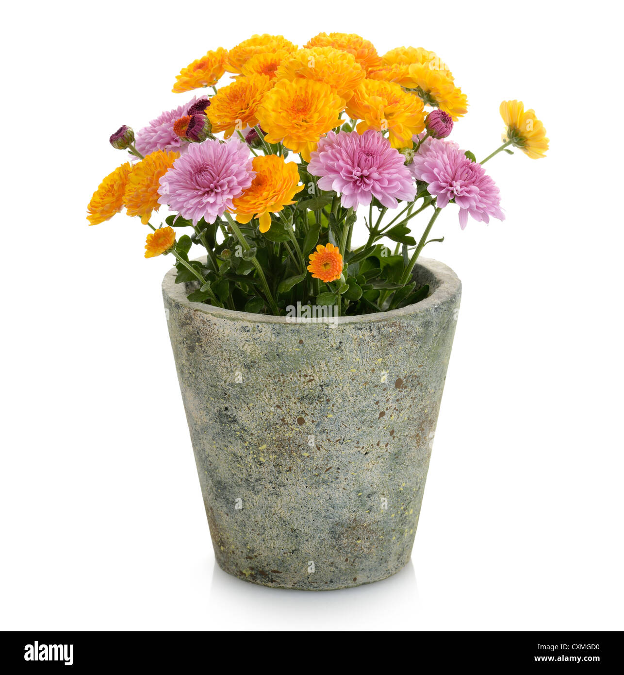Mums Flowers In A Flower Pot Stock Photo Alamy