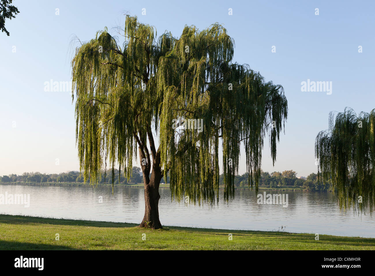 Willow trees on riverbank Stock Photo