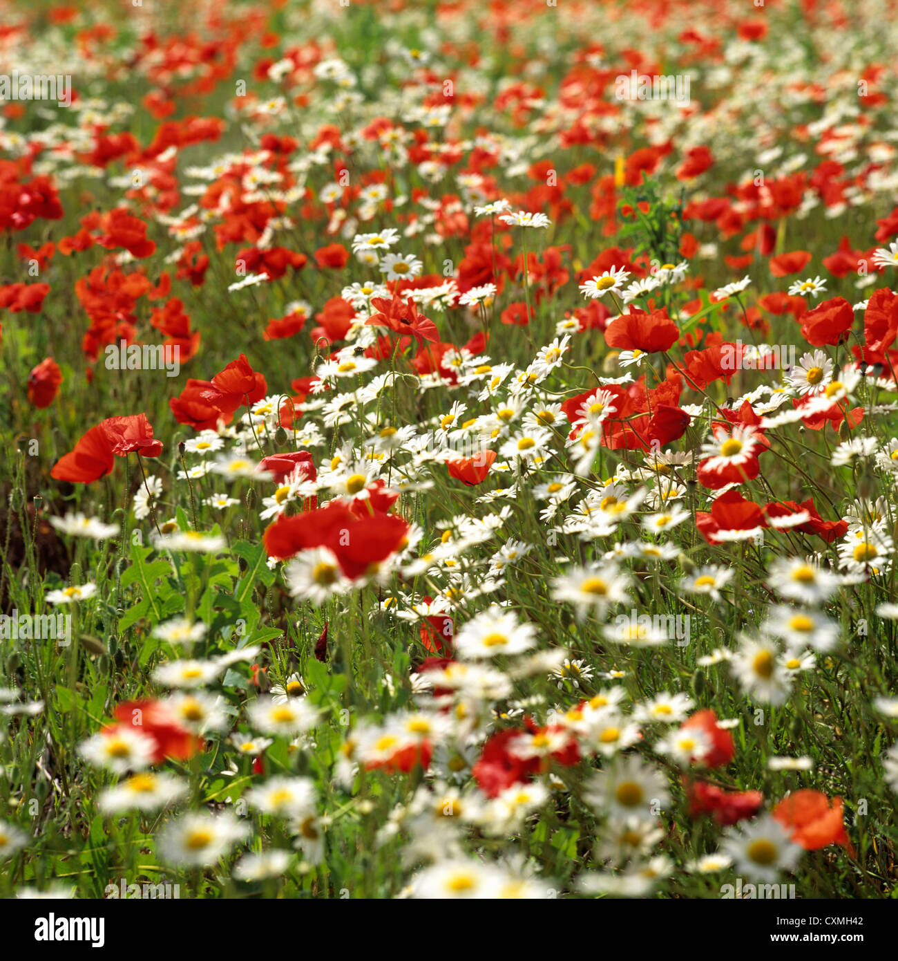 Field of poppies and daisies Stock Photo