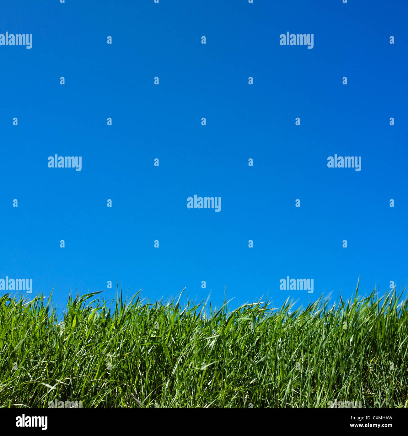 Grass hi-res stock photography and images - Alamy