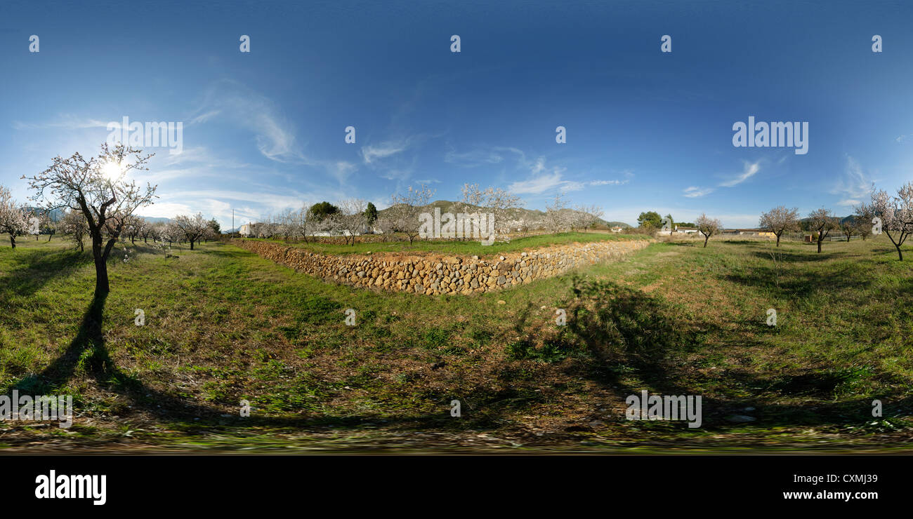 Field with Almond trees (Prunus) in late blooming in the Jalon Valley, Alicante Province, Spain (Equirectangular projection of  spherical panorama) Stock Photo