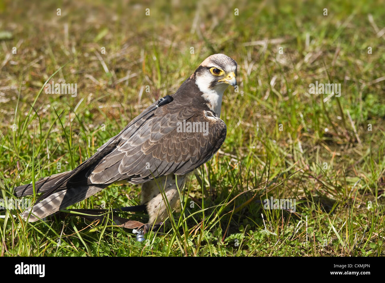 falconFalcon from falconry with transmitter (radio telemetry) on the back Stock Photo