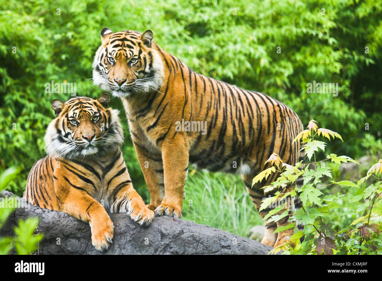 Young adult male Asian- or bengal twin tigers with bamboo bushes in background - horizontal Stock Photo