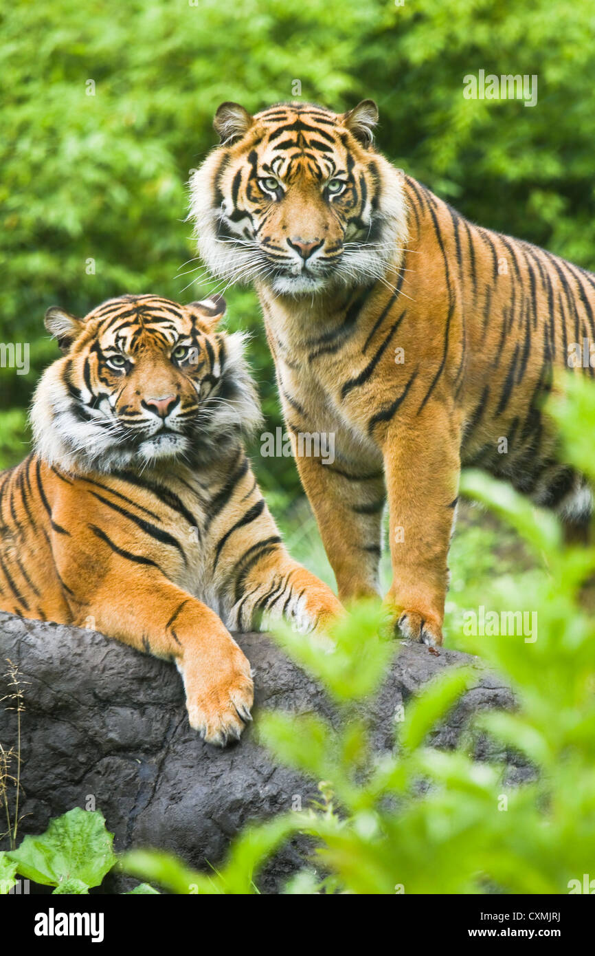 Young adult male Asian- or bengal twin tigers with bamboo bushes in background - vertical Stock Photo