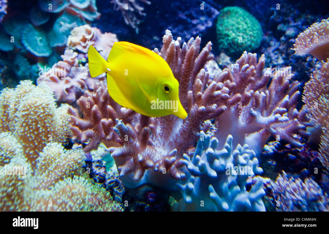 Yellow tang fish at Barcelona Aquarium, Mediterranean-themed marine center in Port Vell Stock Photo