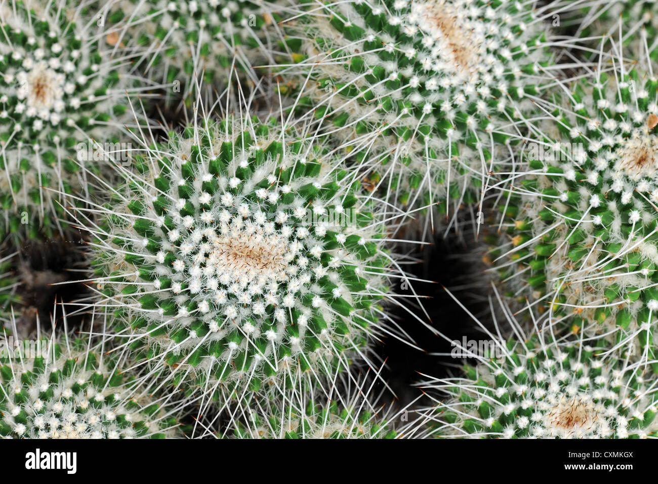 Pincushion cactus in macro view Stock Photo Alamy
