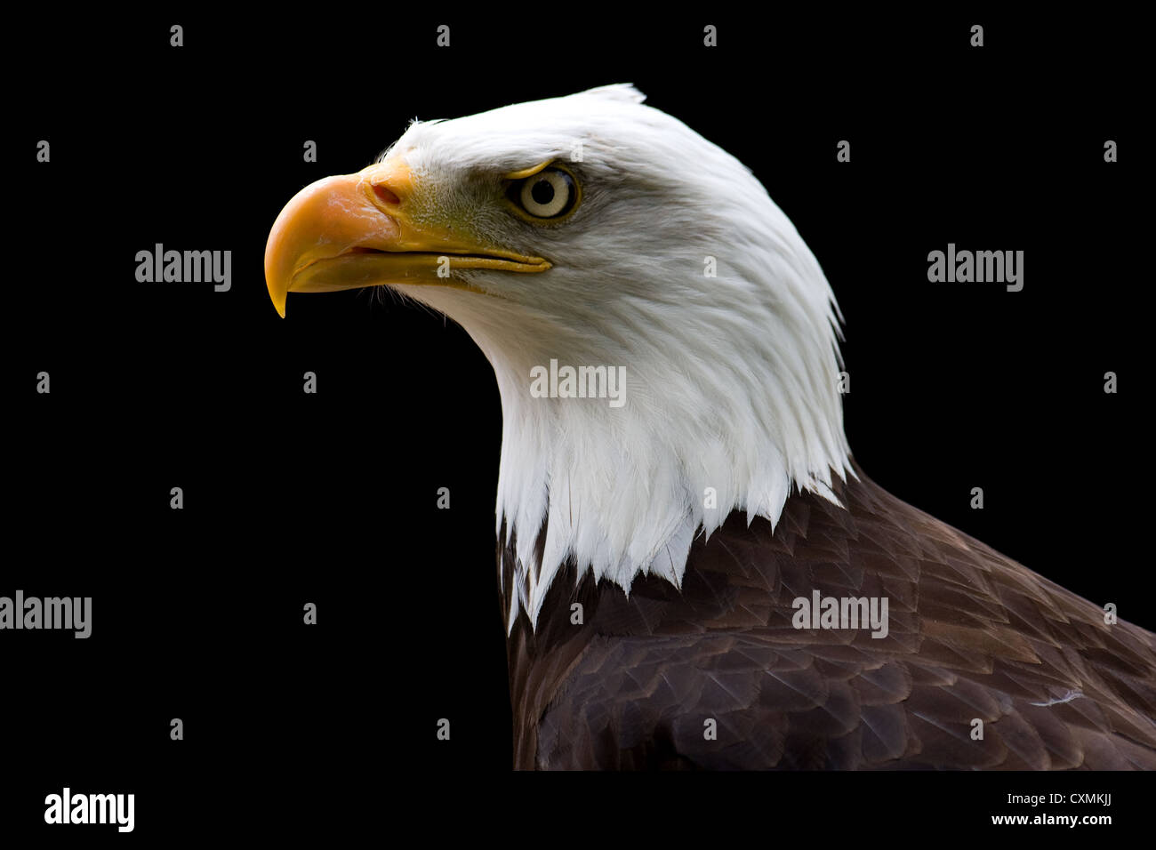 660+ American Eagle Head Profile Stock Photos, Pictures & Royalty