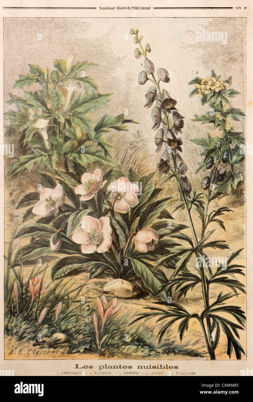 Nuisance plants (weeds), illustration in French supplement 'Le Petit Journal' 1897 Stock Photo