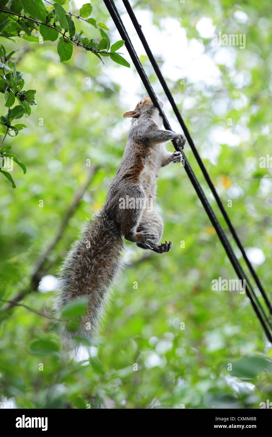 Electrocuted squirrel hires stock photography and images Alamy