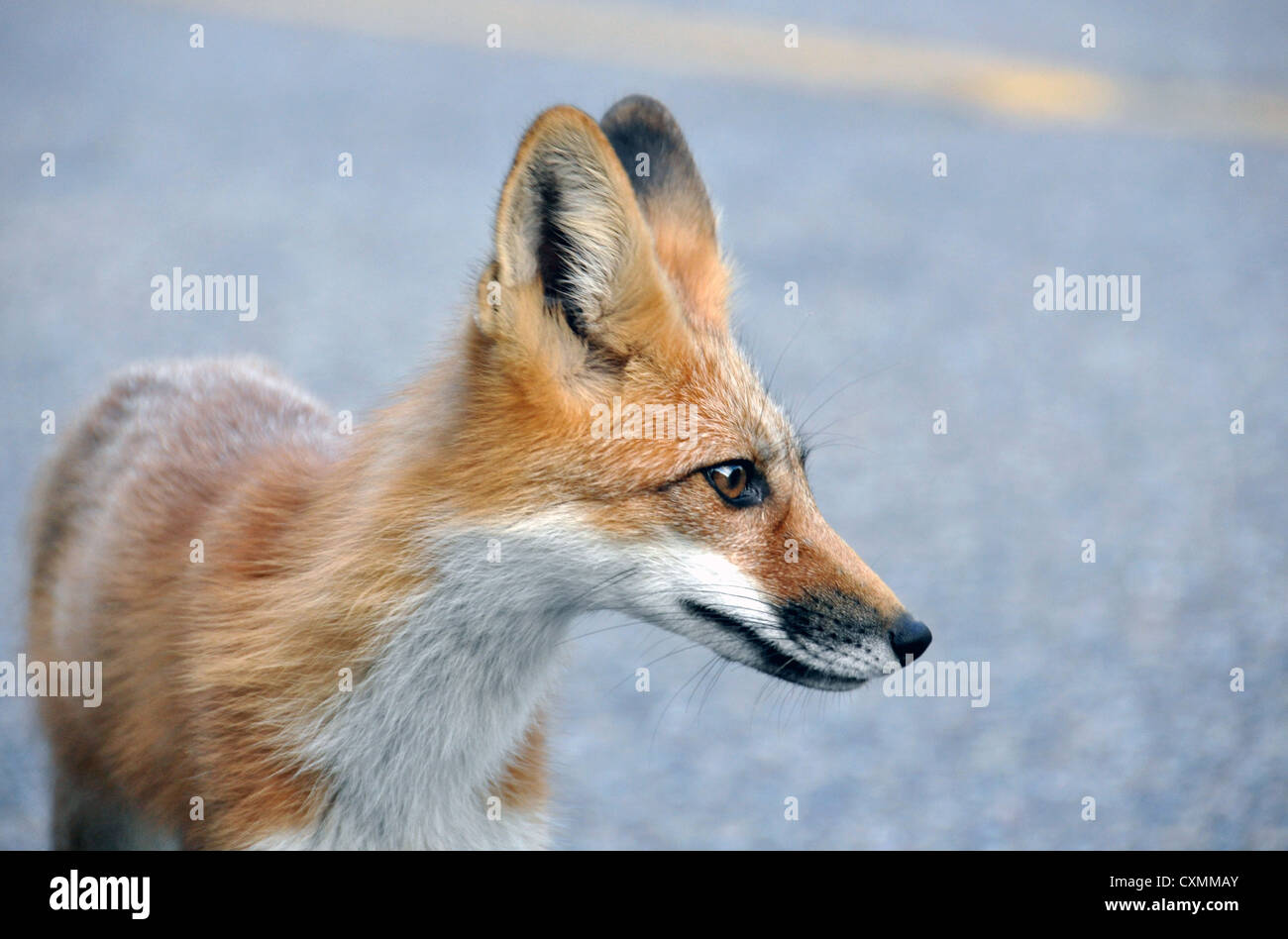 Fox Face Profile